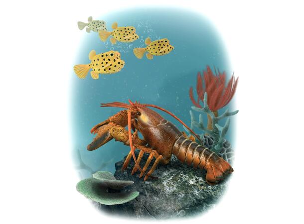 LOBSTER 