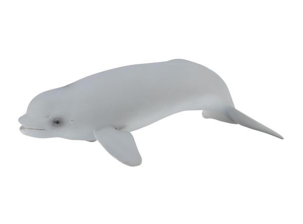 BELUGA CALF 