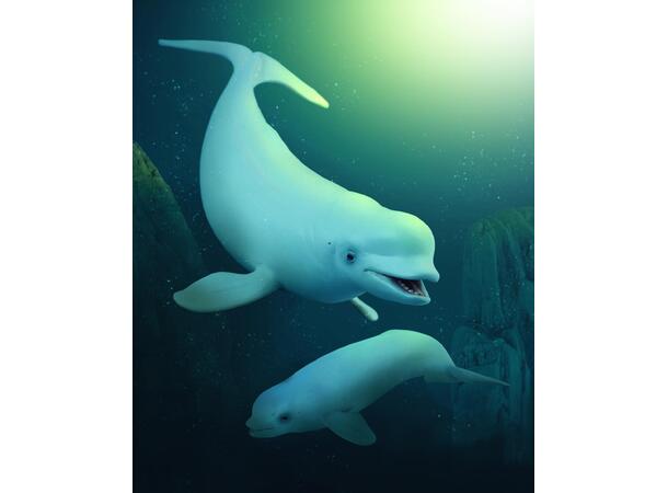 BELUGA HVAL UNGE M COLLECTA 