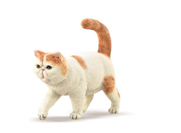EXOTIC SHORTHAIR CAT 
