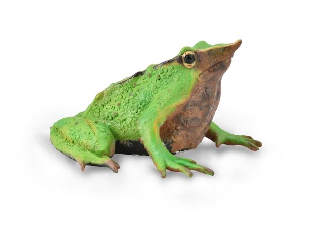 DARWINS FROG 