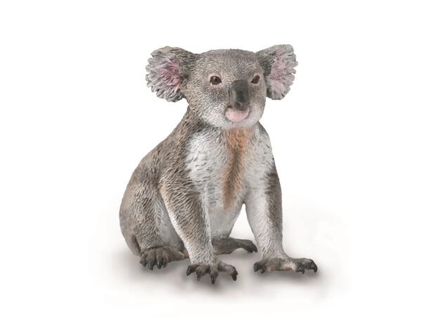 KOALA M COLLECTA 