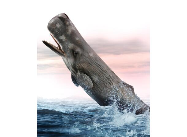 SPERM WHALE 