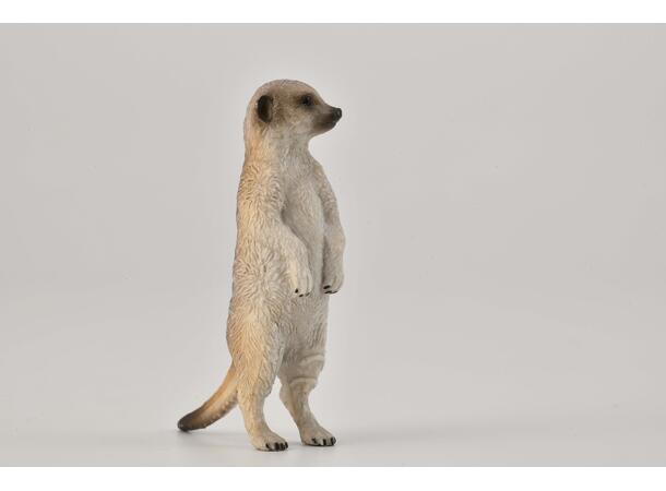 SURIKAT S COLLECTA 
