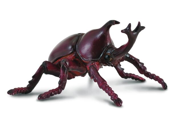 NESEHORNBILLE M COLLECTA 