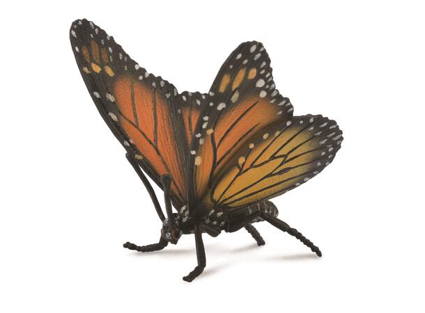 MONARCH SOMMERFUGL L COLLECTA 