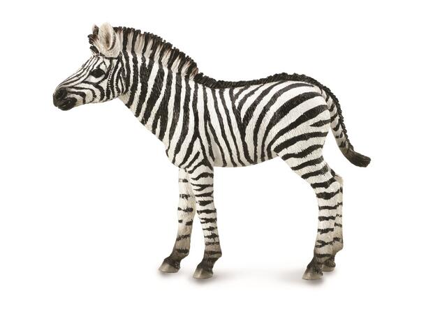 ZEBRA FOAL 