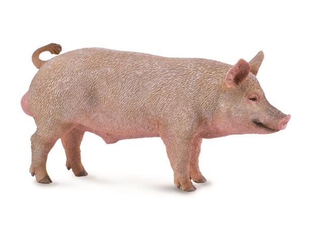 BOAR 