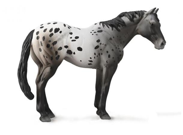 APPALOOSA BLUE ROAN 