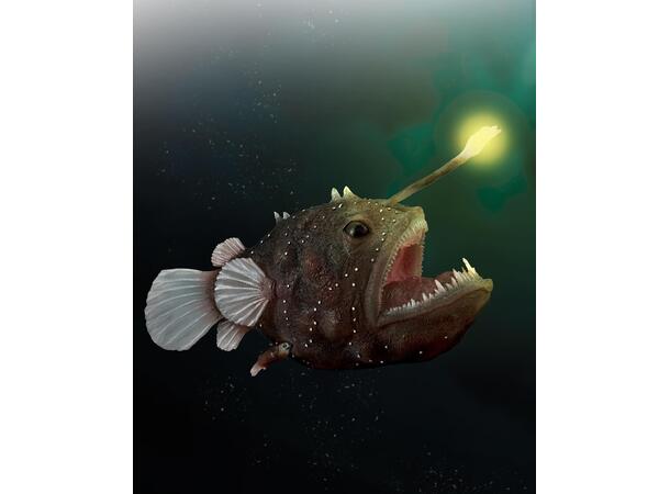 DEEP SEA ANGLERFISH - XL COLLECTA 