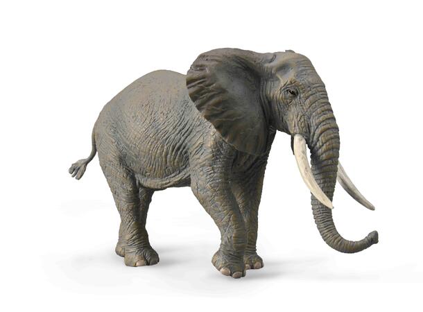 AFRIKANSK ELEFANT - XL COLLECTA 
