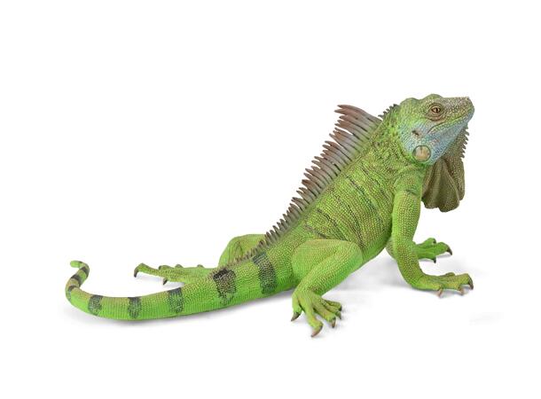 IGUAN - XL COLLECTA 