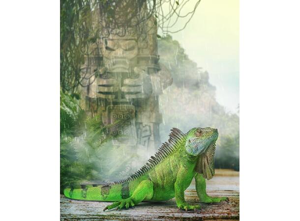 IGUAN - XL COLLECTA 