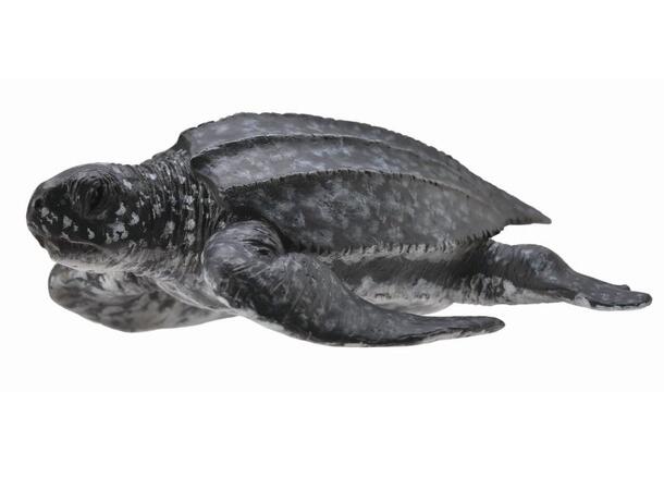 LEATHERBACK SJØ SKILPADDE - M COLLECTA 