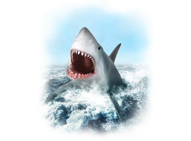GREAT WHITE SHARK OPEN JAW 