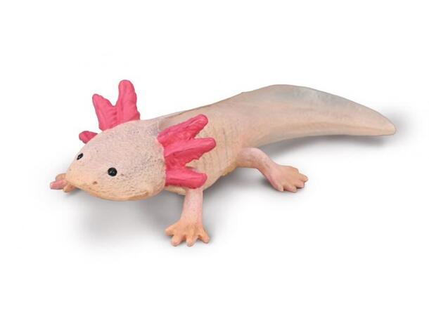 AXOLOTL M COLLECTA 
