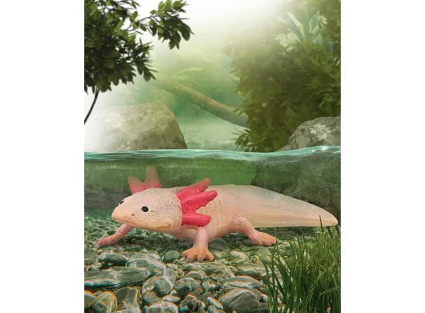 AXOLOTL M COLLECTA 