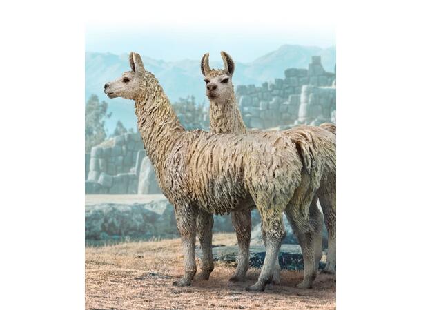 LAMA - M COLLECTA 