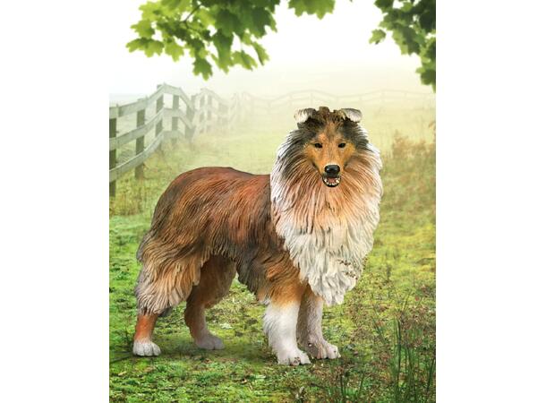 COLLIE - L COLLECTA 