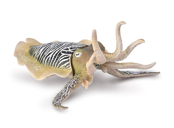 COMMON CUTTLEFISH 