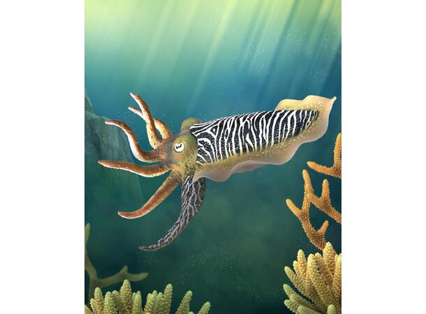 COMMON CUTTLEFISH 