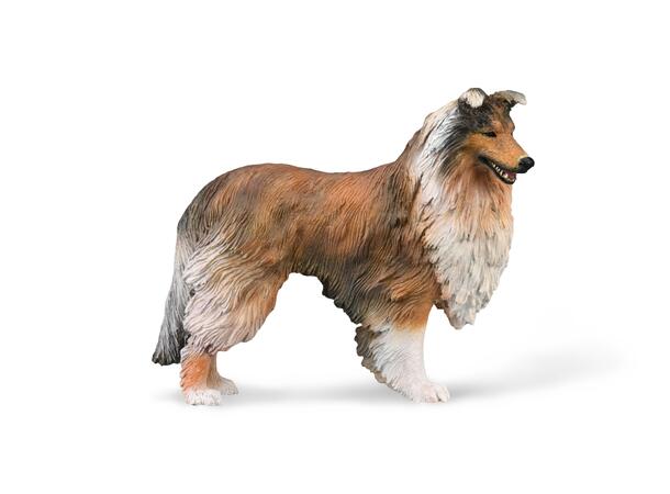 ROUGH COLLIE 