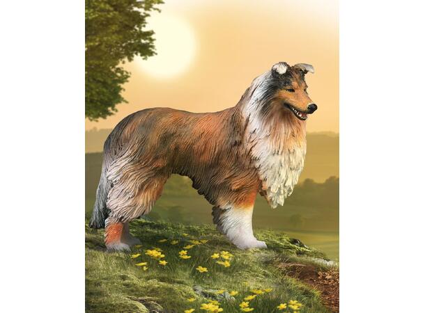 ROUGH COLLIE 