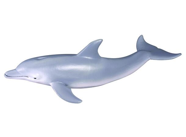 BOTTLENOSE DOLPHIN 