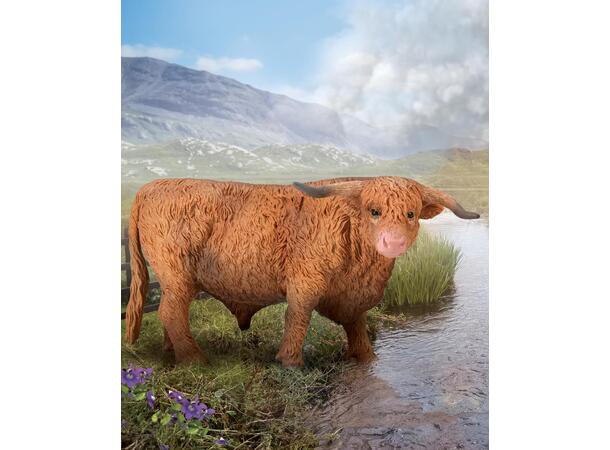HIGHLAND BULL 