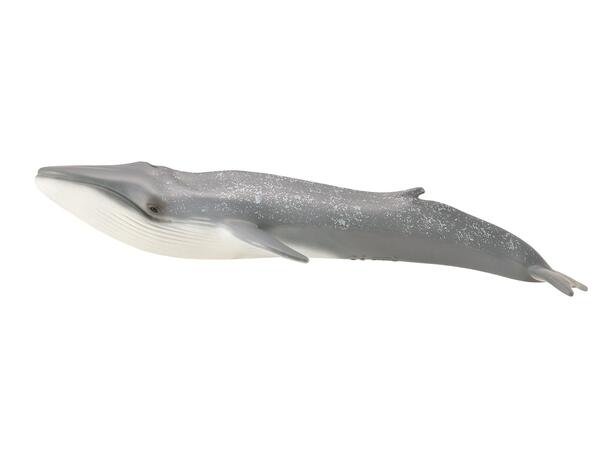 BLUE WHALE 