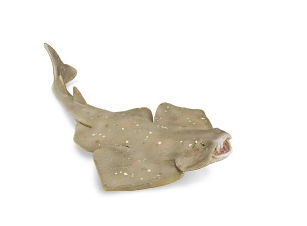 ANGEL SHARK COLLECTA 