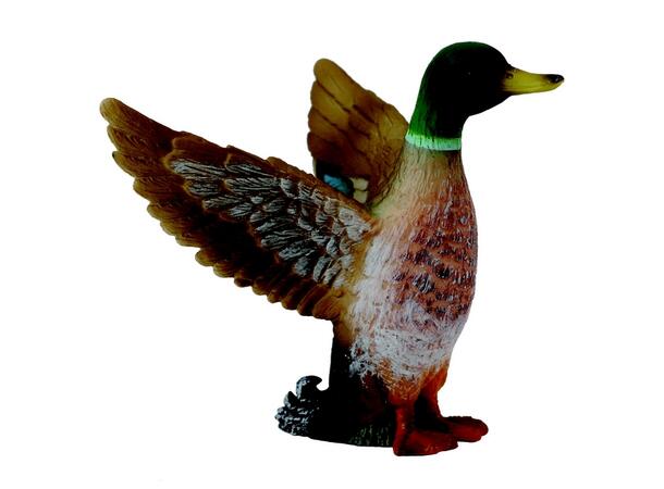 MALLARD DUCK MALE 