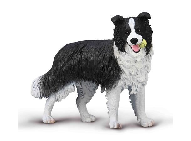 BORDER COLLIE L COLLECTA 
