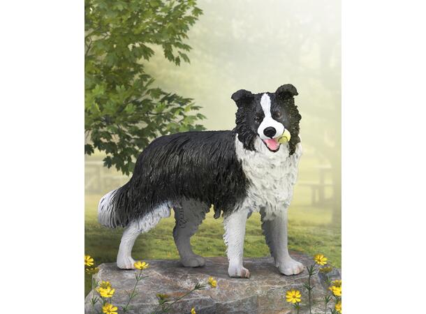 BORDER COLLIE L COLLECTA 