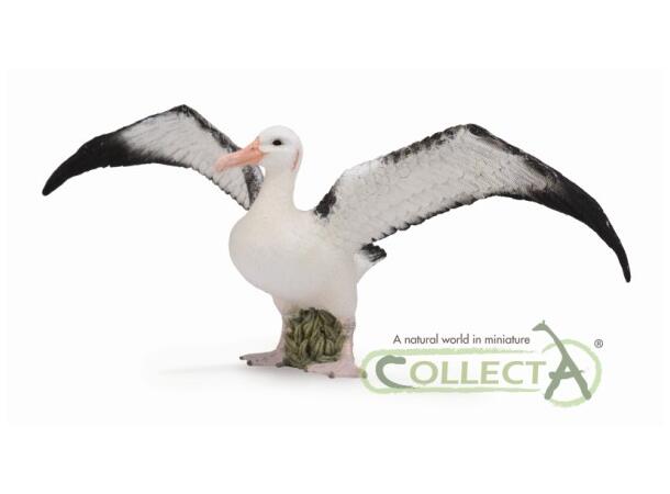WANDERING ALBATROSS 