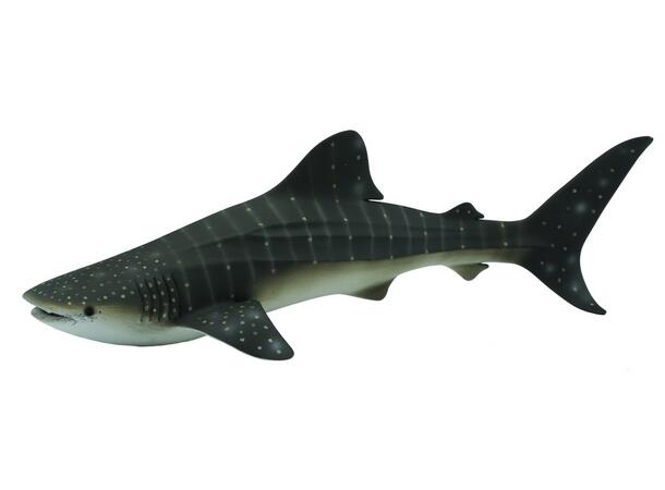 WHALE SHARK 