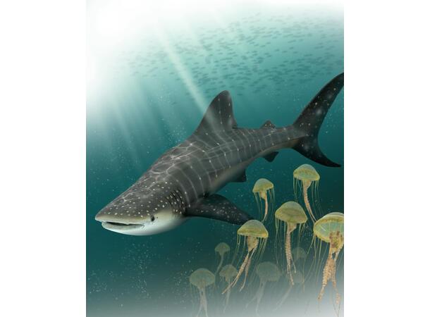 WHALE SHARK 