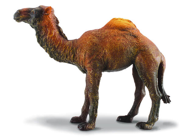 DROMEDARY CAMEL 
