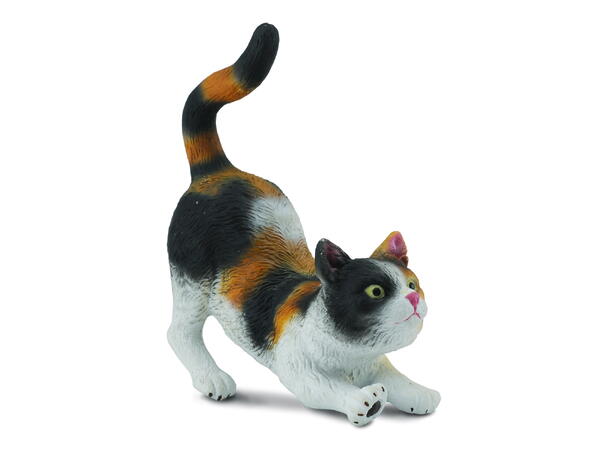 HOUSE CAT 