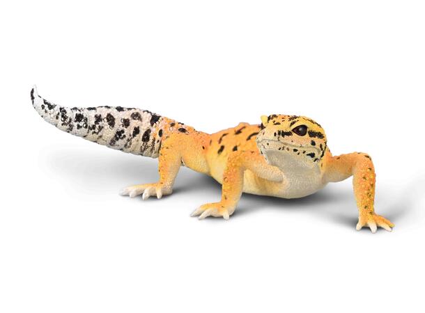 LEOPARDGEKKO L COLLECTA 