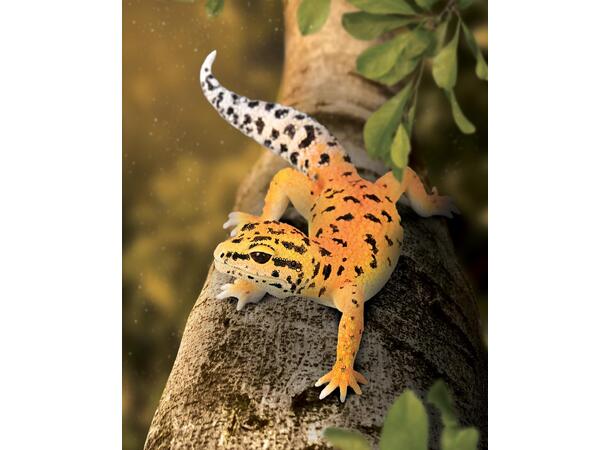 LEOPARDGEKKO L COLLECTA 