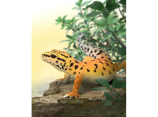 LEOPARDGEKKO L COLLECTA 