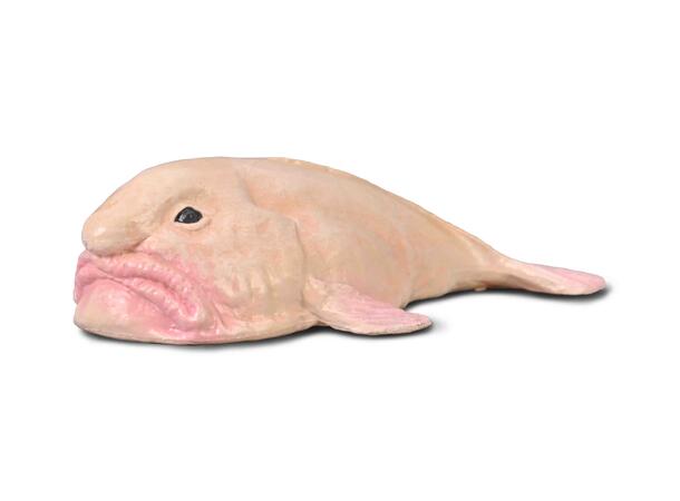 BLOBFISK S COLLECTA 