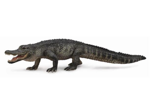 AMERICAN ALLIGATOR 