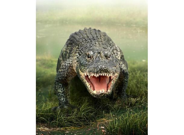 AMERICAN ALLIGATOR 