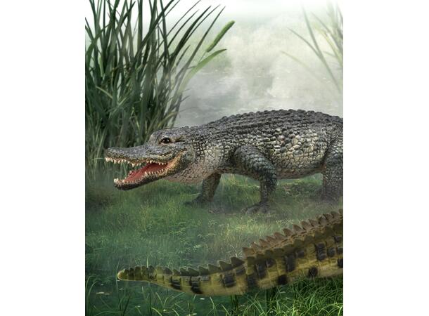 AMERICAN ALLIGATOR 