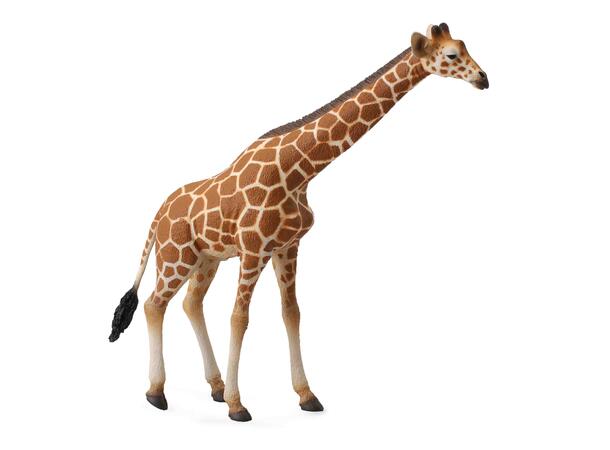 RETICULATED GIRAFFE 