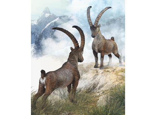 ALPINE IBEX 
