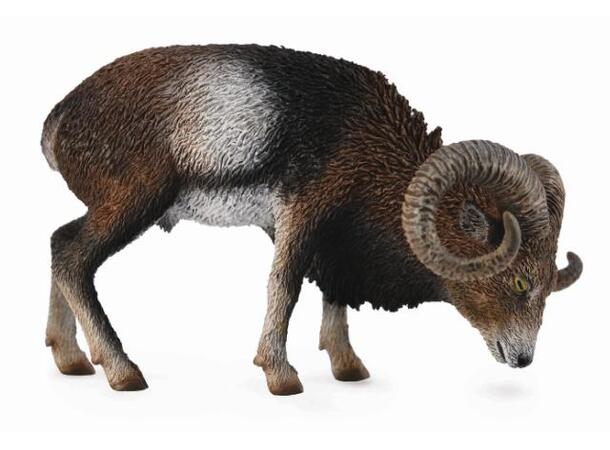 EUROPEAN MOUFLON 