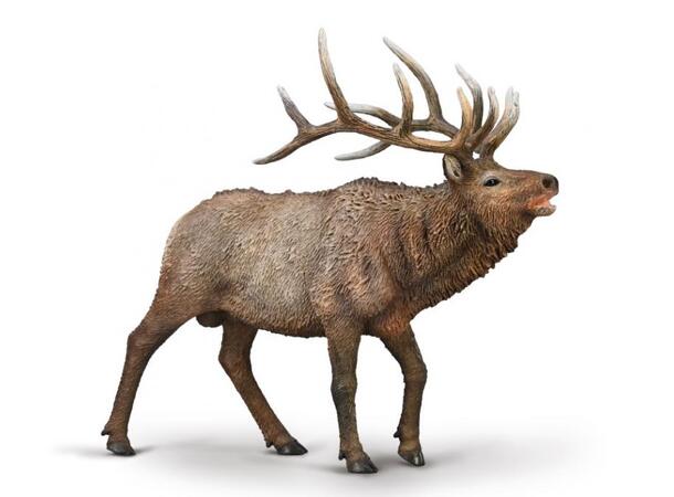 WAPITI 